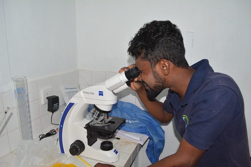 A hatchery technician checking larvae under the microscope
