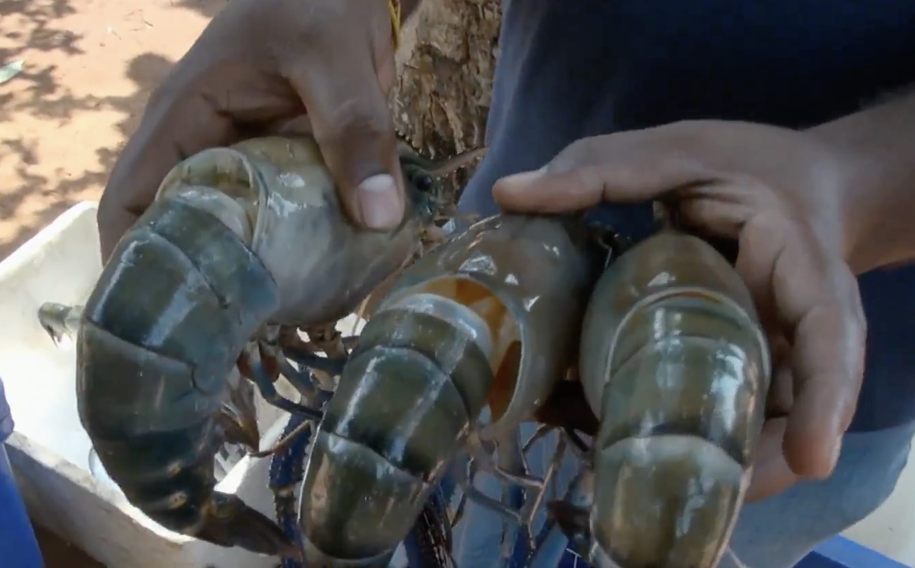 Three giant freshwater prawns held side by side, one of each grade