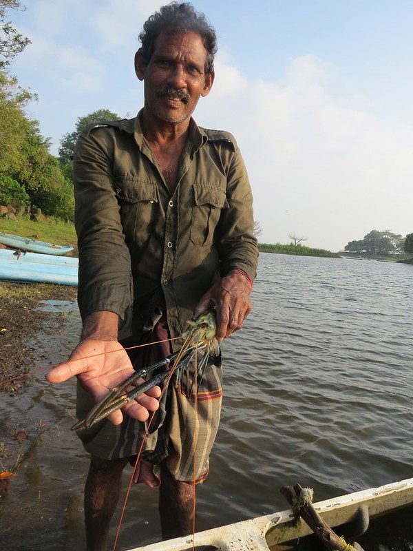 A fisher standing in the shallows holding a giant freshwater prawn by its claws
