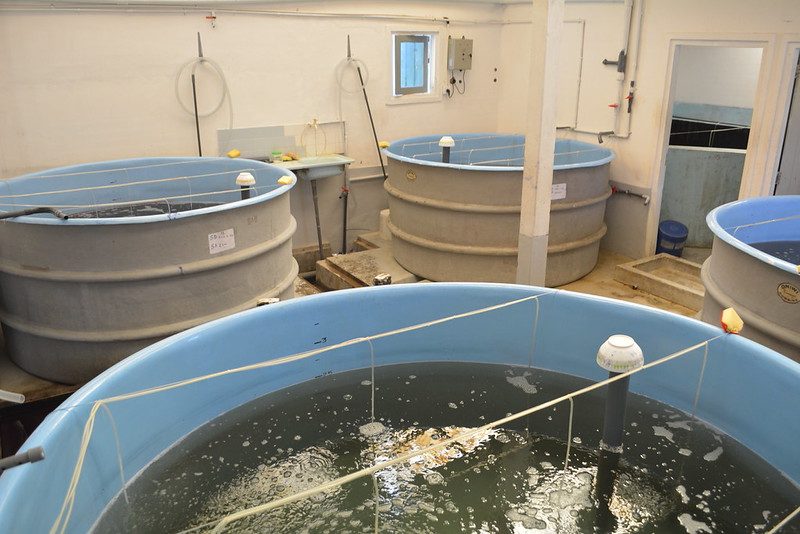 Hatchery tanks