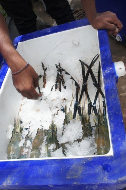 Prawns being packed into a cool box on ice
