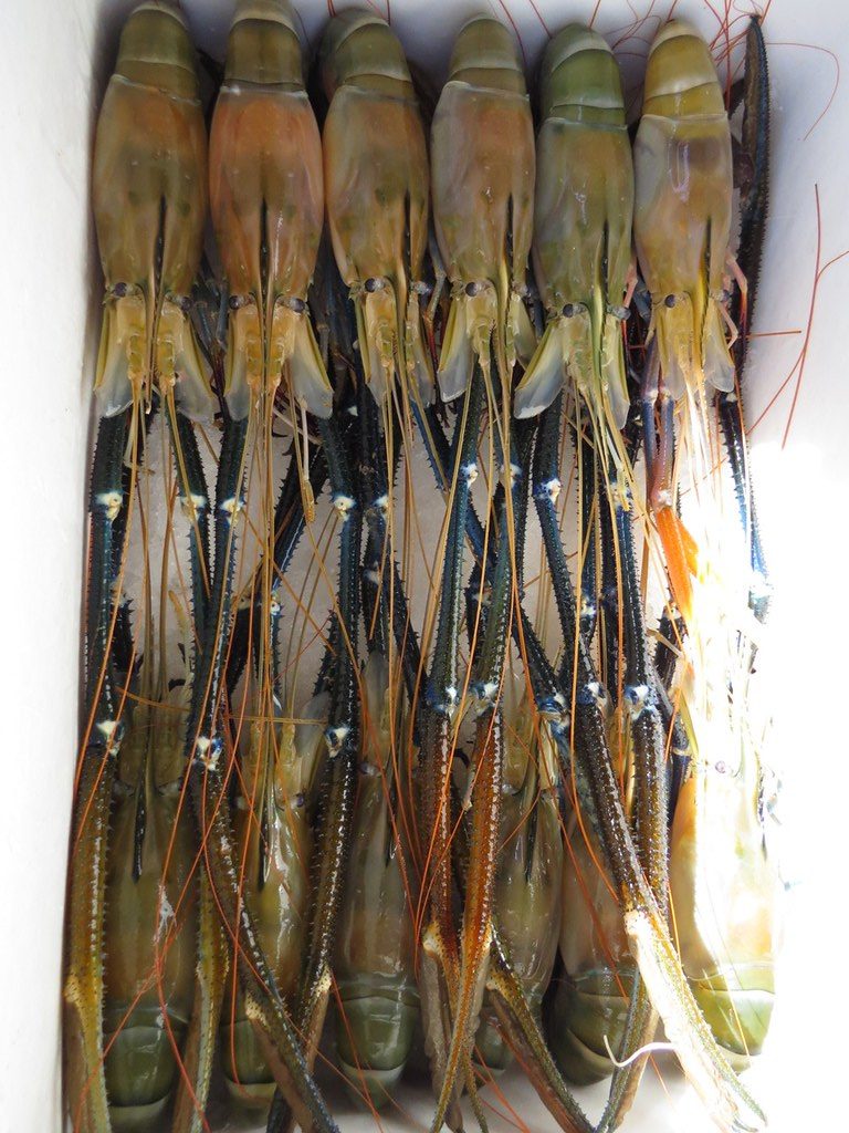 Graded giant freshwater prawns packed head to tail in a box