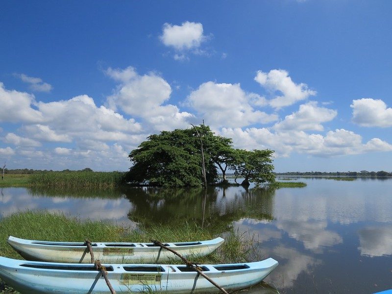 An inland irrigation reservoir under cloud, a stand of trees standing in the shallows